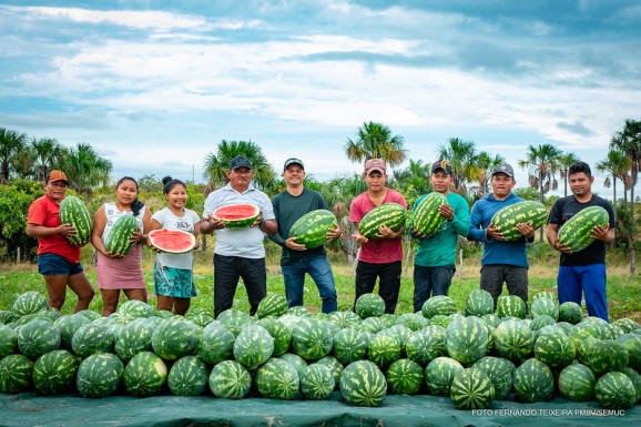 Agricultura familiar: Comunidade indígena de Vista Alegre inicia colheita de 8 toneladas de melancia