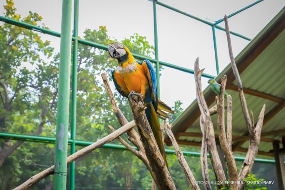 Bosque dos Papagaios: Da preservação à conscientização ambiental