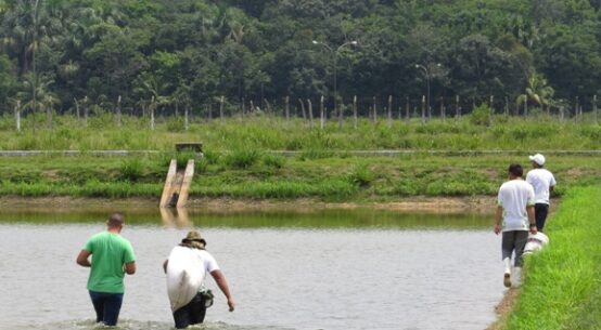 Embrapa-RR seleciona bolsista para atuação em Aquicultura e Pesca