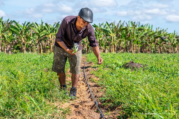 Projeto HF: com apoio da prefeitura, agricultores indígenas de Boa Vista iniciam plantio de Melancia