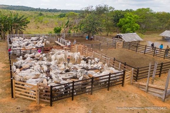 Febre aftosa: Prefeitura inicia 2ª etapa de vacinação de rebanhos nas comunidades indígenas
