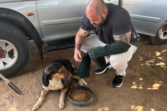 Cães de rua vão receber coleiras refletivas para evitar acidentes de trânsito em Boa Vista