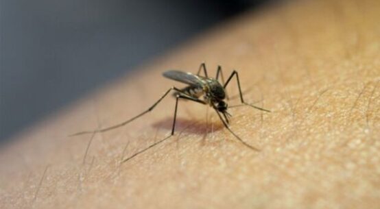 Roraima registra 304 casos prováveis de dengue em 2025