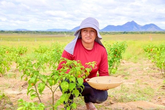 Governo lança edital que fomenta pesquisas para desenvolvimento agrícola sustentável em Roraima