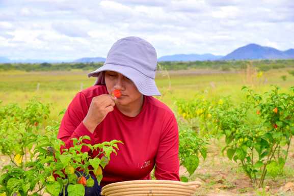 Chamada agroambiental: pesquisa científica é estratégia para fortalecer a agricultura familiar e indígena em Roraima