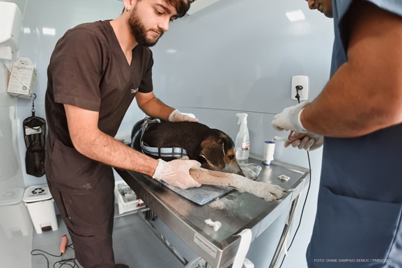 Prefeitura abre edital de credenciamento voltado ao tratamento de cães abandonados