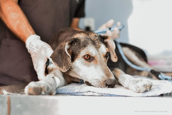 Interessados em credenciamento para tratamento de cães abandonados devem enviar documentação por e-mail