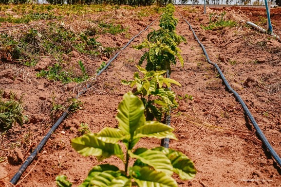 Frutas, verduras e legumes começam a ser plantadas para o Dia de Campo em Hortifruti