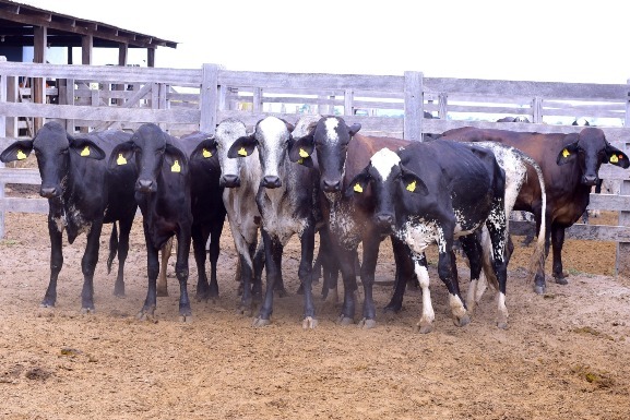 Roraima mais Leite: Governo entrega 75 matrizes leiteiras para produtores familiares de Iracema