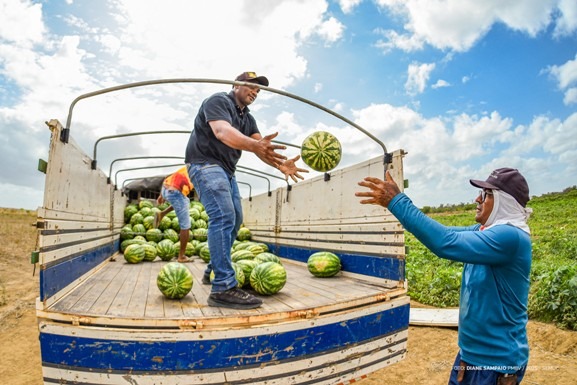 Com apoio da Prefeitura de Boa Vista, agricultores familiares escoam produção e aumentam margem de lucro