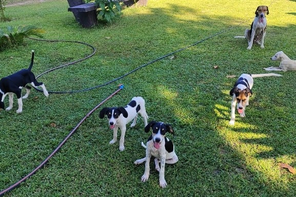 Bem estar animal: ALE-RR inicia programa que terá castração móvel gratuita de cães e gatos