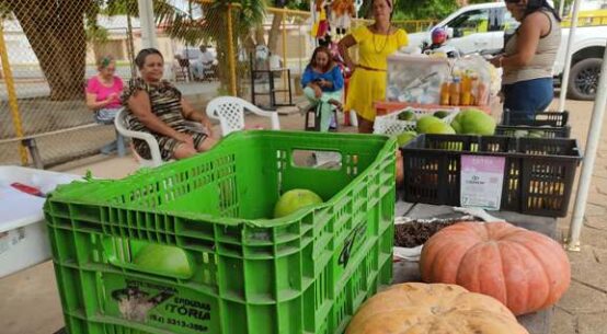 Agricultura familiar: feirinha na Seadi fortalece a economia local e leva produtos frescos à população