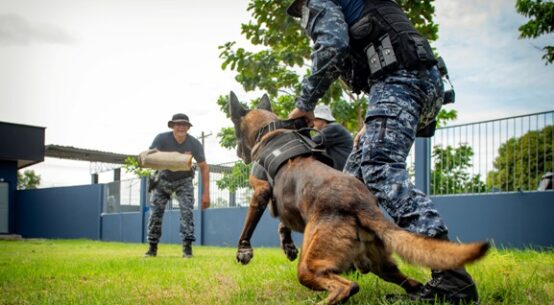 Guardiões de quatro patas: cães da Guarda Municipal reforçam segurança em Boa Vista