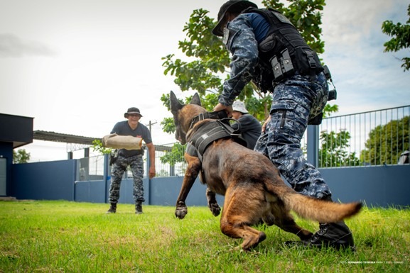 Guardiões de quatro patas: cães da Guarda Municipal reforçam segurança em Boa Vista