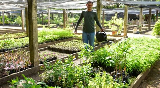 Prefeitura de Boa Vista investe em arborização urbana segura e sustentável