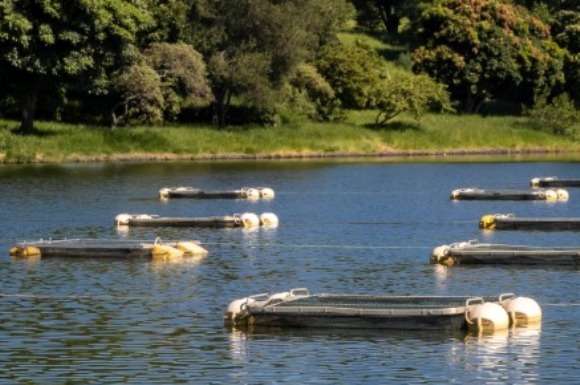 Novo estudo: mudanças na legislação poderiam alavancar a piscicultura na Amazônia