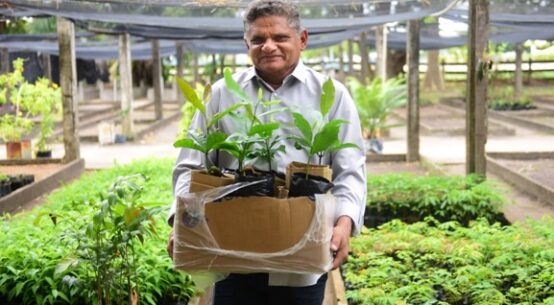 Boa Vista Verde: projeto incentiva doação de sementes para ampliar arborização e qualidade de vida na cidade