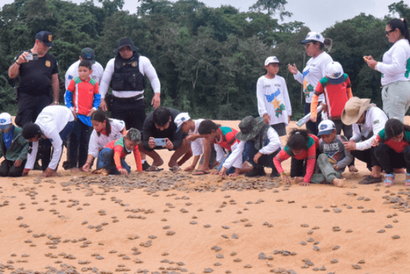 Crianças participam da soltura de 100 mil quelônios na Amazônia