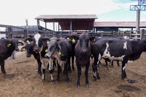 Roraima mais Leite: produtores de Mucajaí recebem 90 matrizes girolando do programa