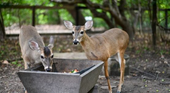Dia Nacional dos Animais: refúgio em meio à vida urbana, Bosque dos Papagaios é espaço de proteção da biodiversidade