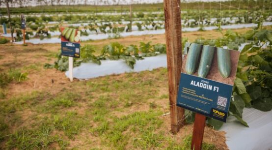 Dia de Campo em Hortifrúti trará novidades para a agricultura familiar em Boa Vista