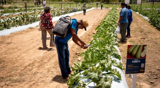 Dia de Campo em Hortifrúti 2025 reuniu cerca de 800 participantes no CDT