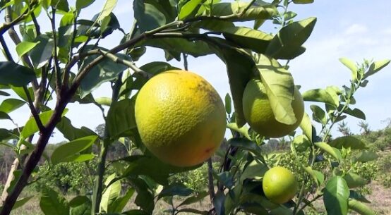 Fim da restrição: Roraima é liberado pelo Ministério da Agricultura e voltará a exportar frutas