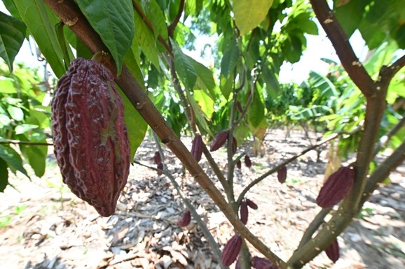Agricultura familiar: ALE-RR promove 1º Seminário Estadual da Cadeia Produtiva do Cacau em Caroebe