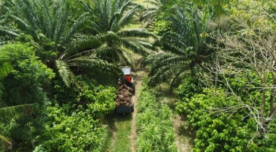 Biodiversidade: Natura reforça urgência de um modelo regenerativo diante das mudanças climáticas
