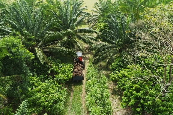 Biodiversidade: Natura reforça urgência de um modelo regenerativo diante das mudanças climáticas