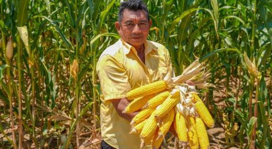 Chamada Pública: Governo de Roraima abre inscrições para compra de alimentos da agricultura familiar indígena