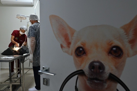 Assembleia Legislativa amplia acesso ao Programa do Bem-Estar Animal