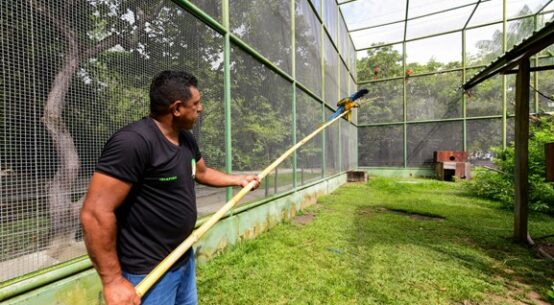 Bosque dos Papagaios: aves resgatadas passam por treinamento de voo para retornarem à natureza