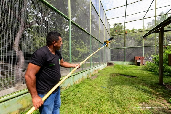Bosque dos Papagaios: aves resgatadas passam por treinamento de voo para retornarem à natureza