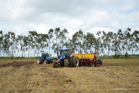 Prefeitura de Boa Vista inicia plantio de girassol no CDT