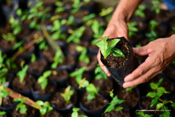 Prefeitura de Boa Vista retoma doação de mudas no Horto Municipal