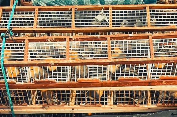 Polícia Federal realiza prisão de passageiro com 172 pássaros no aeroporto de Boa Vista