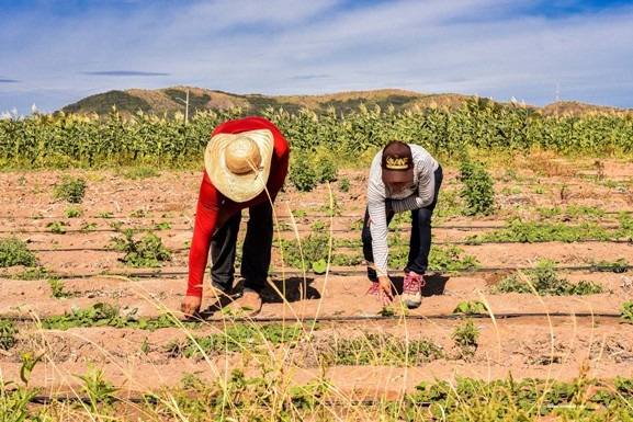 Dia do Agricultor: investimentos da prefeitura no campo geram emprego e renda para famílias da zona rural de Boa Vista