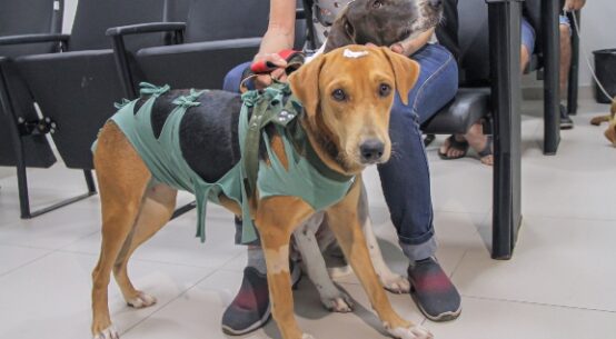 Bem-estar animal: mais de 6 mil animais foram cadastrados no programa pioneiro da ALE-RR
