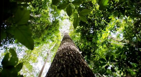 Amazônia Legal: prêmios reconhecem empreendedorismo consciente na região