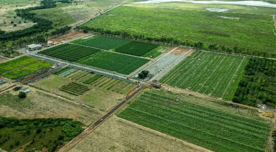 AgroBV 2025: com destaque em cultivares e inovação, Campo Experimental se prepara para receber Maior Evento do Agro de Roraima