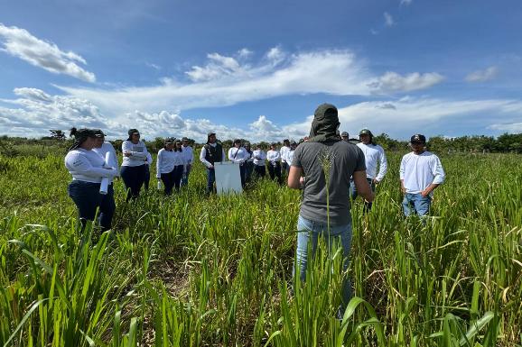 Capacitação do Programa Agronorte em Roraima foca no aprimoramento do manejo de pastagens