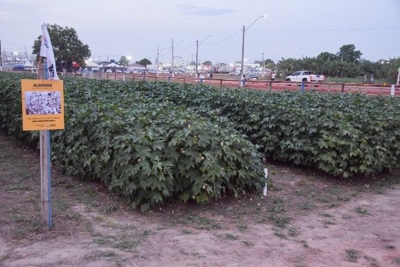Expoferr Show 2025: Vitrine Tecnológica destaca práticas sustentáveis para produtores de Roraima