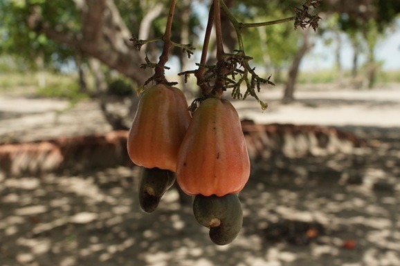 Festival do Caju em Bonfim acontece nos dias 28 e 29 de novembro