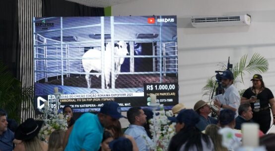 Expoferr Show: leilões trazem melhor da genética bovina e reúnem compradores de todo o Brasil em Roraima