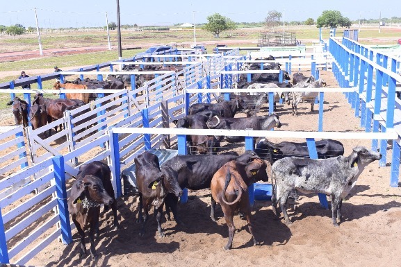 Roraima Mais Leite: Governo de Roraima entrega 110 matrizes leiteiras a produtores de quatro municípios