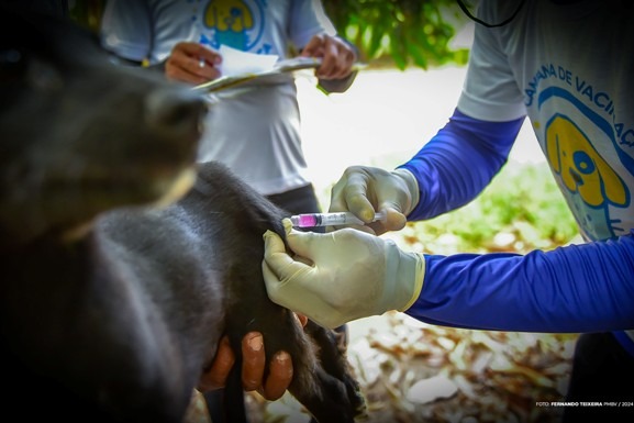 Prefeitura inicia Campanha de Vacinação Antirrábica na zona rural de Boa Vista