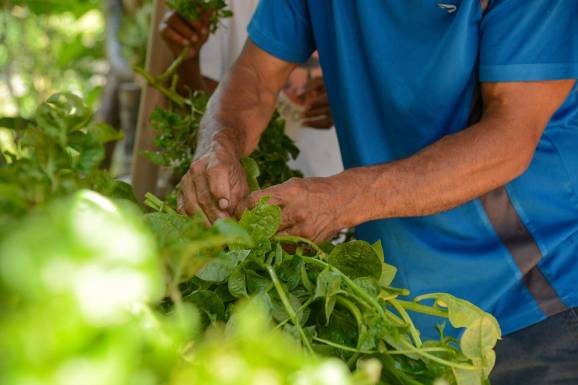 Plataforma gratuita facilita habilitação de produtores rurais para exportação