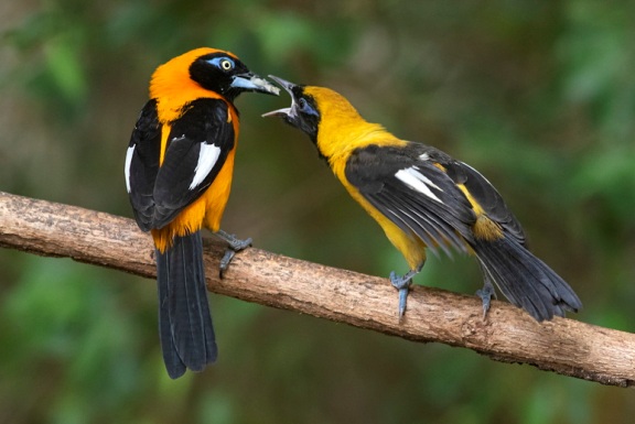 Turismo de observação de aves de Roraima é destaque em catálogo nacional