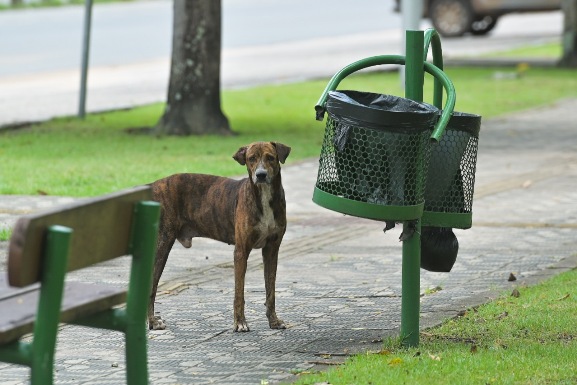 Brasil tem cerca de 30 milhões de animais domésticos abandonados